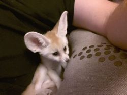 Sweet Fennec Foxes Need A Home