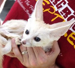 fennec fox male and female for sale
