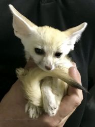 male fennec fox for sale