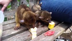 Male and Female kinkajous for sale for any Good Homes