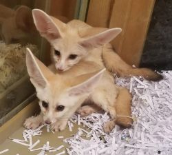 Baby Fennec Foxes