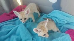 Fennec Foxes Ready For Adoption