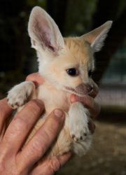 Baby fennec fox 1 male and 1 female only left
