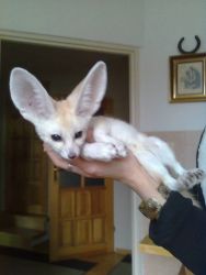Bottle Fed Baby Fennec Foxes For Sale