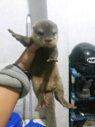 Asian Small-clawed Otters For Sale