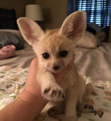Male and Female Fennec fox Available for sale