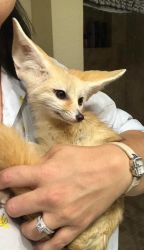 Home Raised and Trained Fennec Fox