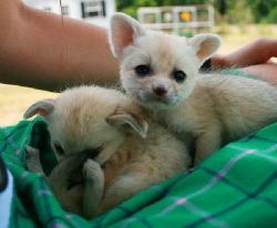 Fennec Foxes Ready For sale