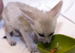 Amazing Fennec Foxes For Adoption. text