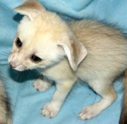 10 weeks old male and female fennec fox for sale now