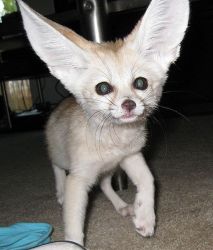 10 weeks old male and female fennec fox for sale