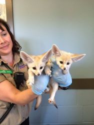 Two Fennec Foxes for sale