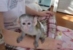 Wonderful Lovely Capuchin monkey for adoption text (xxx) xxx-xxx5