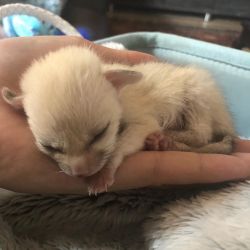 Fennec Fox Babies for Sale