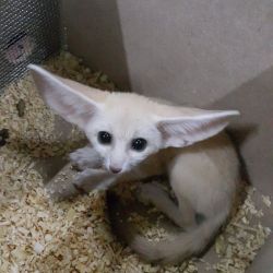 Adorable male and female fennec fox for adoption (xxx) xxx-xxx9