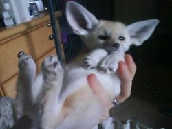 Now Available, Fennec Foxes