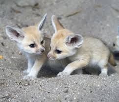 Awesome Fennec foxes for sale text (xxx) xxx-xxx5