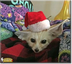 USDA MALE AND FEMALE FENNEC FOX FOR X MASS