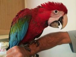Beautiful Baby Greenwing Macaws #xxx xxx xxx8