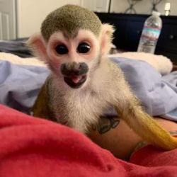 SQUIRREL MONKEYS PET WITH PAPERS AND DIAPERS TRAINED TEXT +1 419-777-4