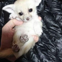 Fennec Fox For sale.