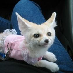 Adorable Fennec Fox Cubs For Sale