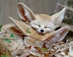 Cute, Gorgeous And Lovely Fennec Fox babies #xxxxxxxxxx