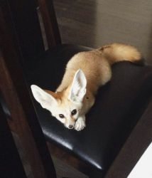 Adorable male and female Fennec Fox for Adoption