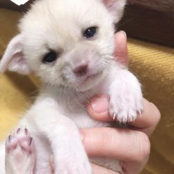 Adorable male and female Fennec fox for adoption