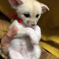 Adorable male and female fennec fox for sale