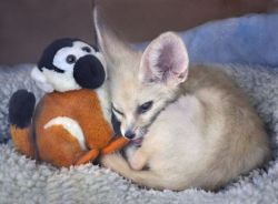 Beautiful Male/Female Fennec Fox Available