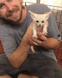 Cute Baby Fennec Available