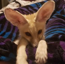 Baby fox for sale