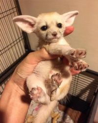 MALE AND FEMALE FENNEC FOX SEARCHING FOR A NEW HOME