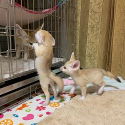 Adorable Male and Female Fennec foxes