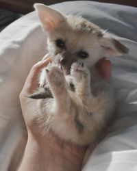 Beautiful Fennec Fox Available