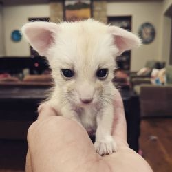 Home Raised male Fennec Fox Available