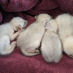 Male and female fennec fox kits