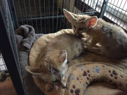 Love male and female fennec fox for adoption
