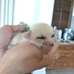 Female and Male fennec fox kits Available.