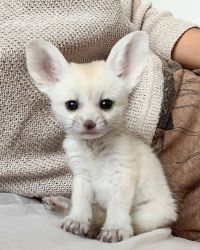 Our fennec foxes are ready to go