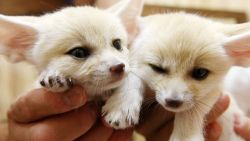 Trained fennec foxes looking for a new home