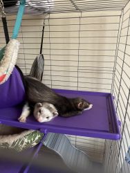 2 Sweet young ferrets