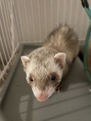 Ferret and cage