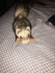 Sweet ferret that gives kisses (cage included)