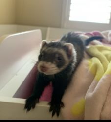Looking to rehome our 6 y.o. female ferret