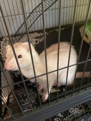 Ferret with cage. Free to a good home.