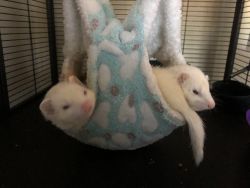 3 ferrets with cage