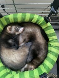 Looking for a new home for my ferrets