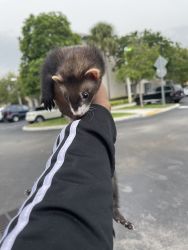 Baby ferret female